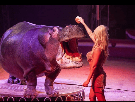 Trittico strepitoso, il Circo Bellucci con le attrazioni del Circo di Mosca e il Circo Royal a San Severo