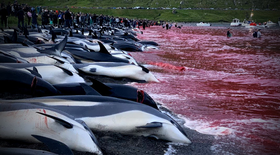 delfini isole faroe