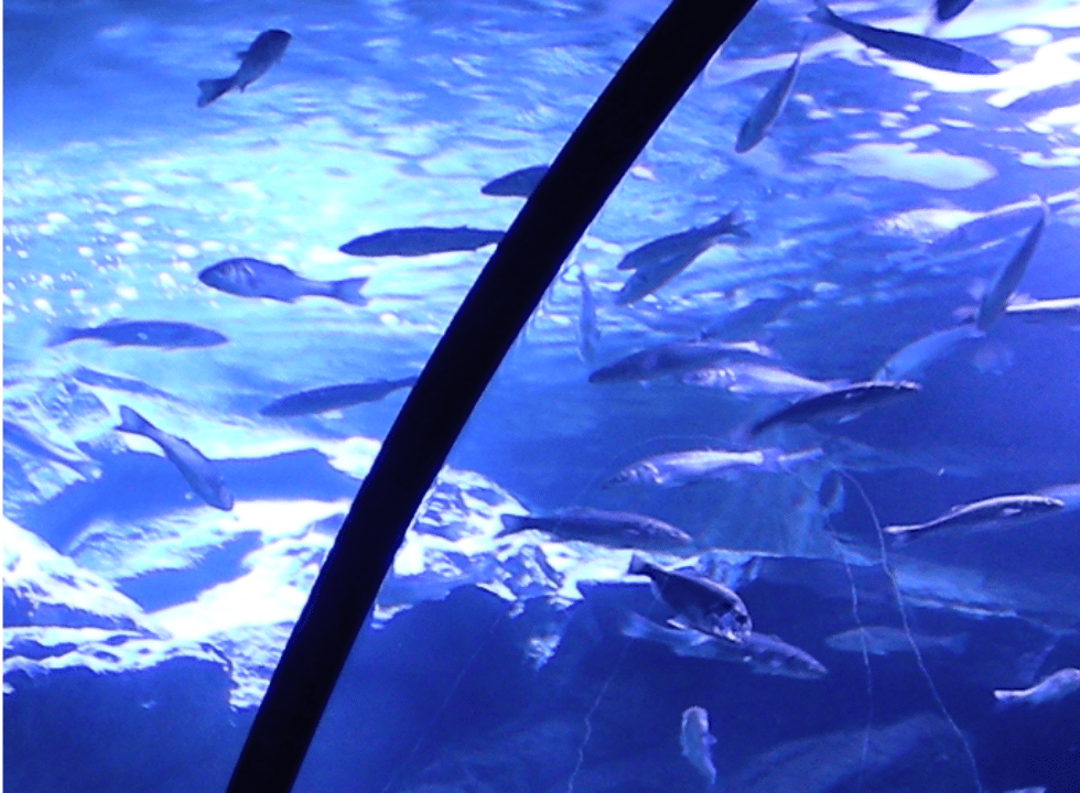 Acquario Civico di Milano