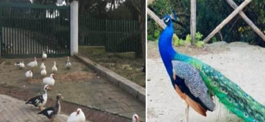 L’ALLARME AVIARIA ARRIVA A CAGLIARI