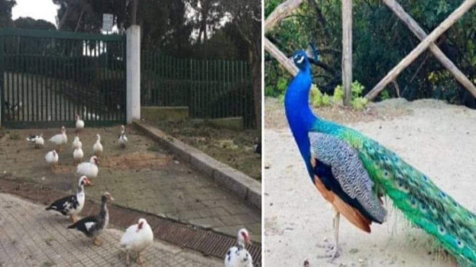 L’ALLARME AVIARIA ARRIVA A CAGLIARI